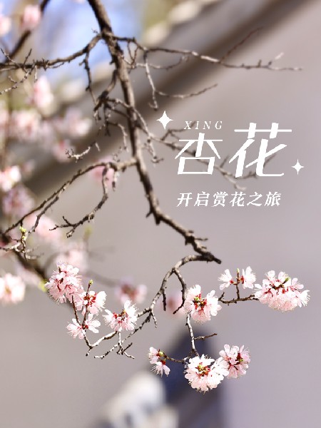 追花指南第六期！杏花雨 楊柳風 北京最美的杏花在這里