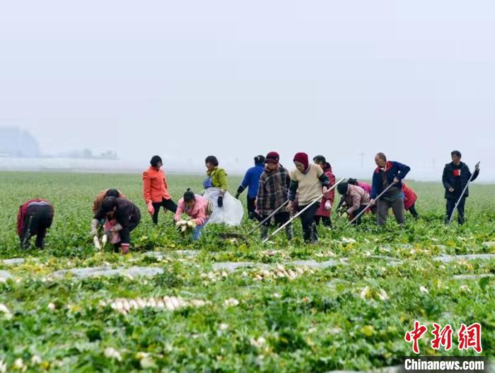 蔬菜基地工人正搶抓農時采收蘿卜?！?汪澤民 攝