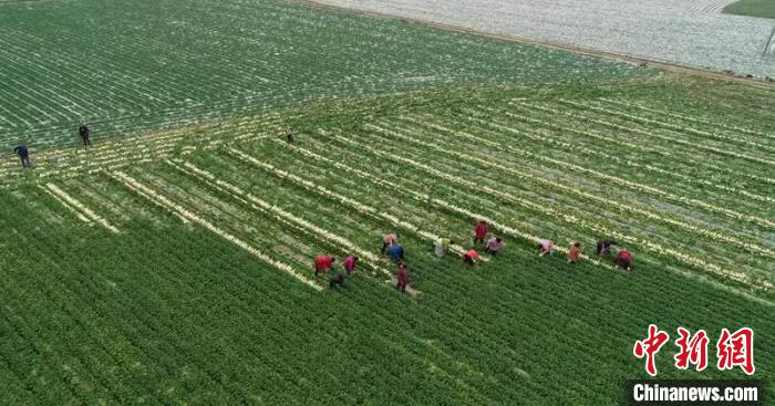 蔬菜基地工人正搶抓農時采收蘿卜?！?彭圣洲 攝