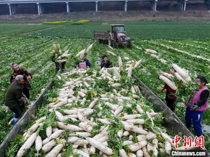 蔬菜基地工人正搶抓農時采收蘿卜?！?汪澤民 攝