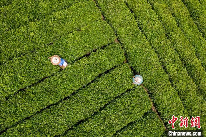 茶農正在采摘新鮮茶葉?！√普?攝