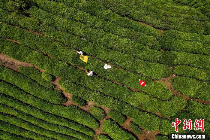 茶農正在采摘新鮮茶葉?！√普?攝