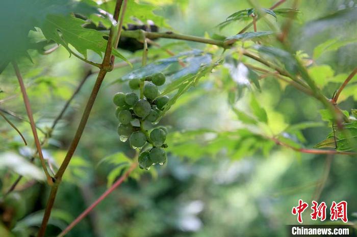 野生動物在北京：如何筑牢生物多樣性“保護網”？