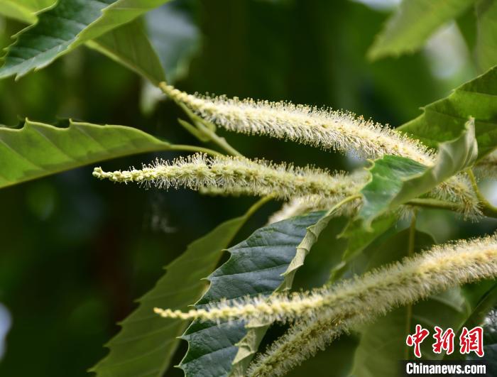 毛茸茸的栗花?！『略破?攝