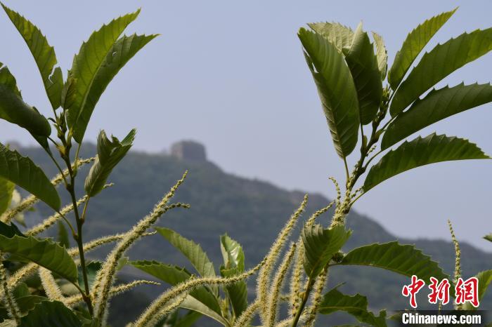 長城腳下，“栗”花盛開?！『略破?攝