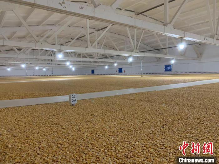 倉內清涼干爽、遍地金黃，上千平方米的糧食盡收眼底?！⊥趸萘?攝