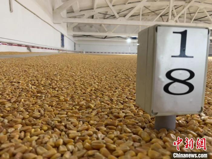 數千噸的小麥、玉米如同一塊塊被“切平”的巨型蛋糕“鑲嵌”在地面上?！⊥趸萘?攝