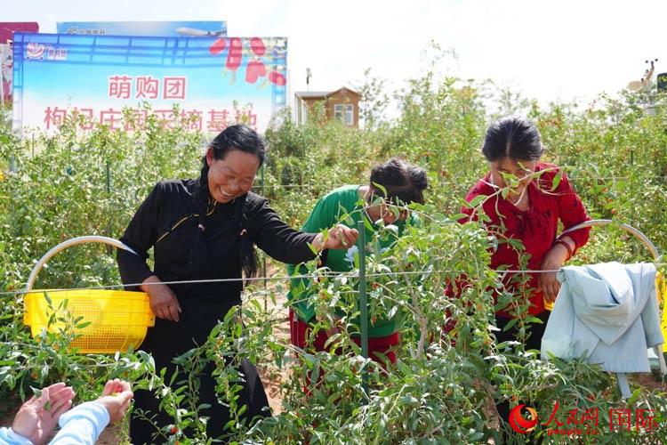 中寧縣來自西海固的移民大姐們一邊采摘新鮮枸杞一邊歌唱，笑由心生。人民網記者 何蒨攝
