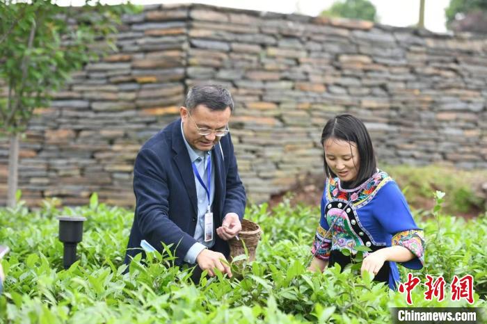 東盟國家媒體記者在辰龍關茶園采茶?！钊A峰 攝