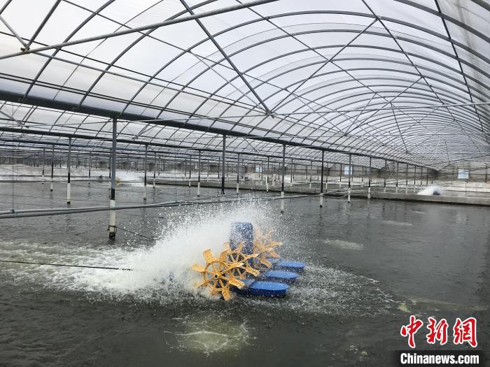 南美白對蝦養殖基地?！∠笊轿r蟹科技小院供圖