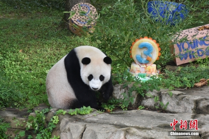 當地時間8月21日，旅美大熊貓幼崽“小奇跡”迎來3周歲生日。華盛頓國家動物園給“小奇跡”舉辦了“生日派對”，眾多游客前來給“小奇跡”慶生。<a target='_blank' href='/'><p  align=