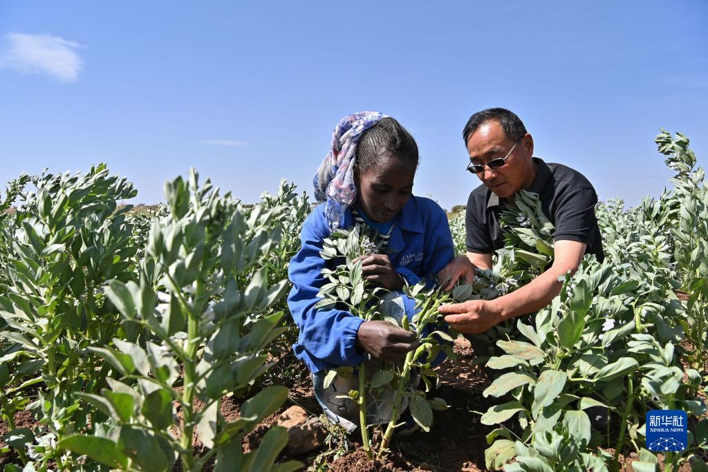 9月27日，在位于厄立特里亞阿斯馬拉的農業技術援助項目示范地，中國援厄第三期高級農業專家組豆類作物專家劉運民（右）指導當地農戶進行蠶豆作物的田間管理。新華社記者 韓旭 攝