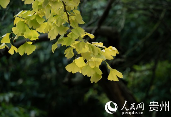 觀山湖公園秋意漸濃。人民網 陽茜攝