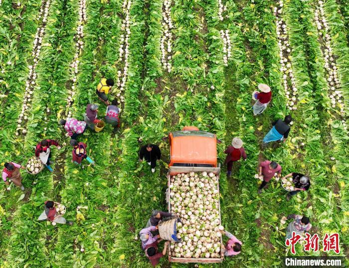 資料圖：村民在采收白蘿卜。劉永紅 攝