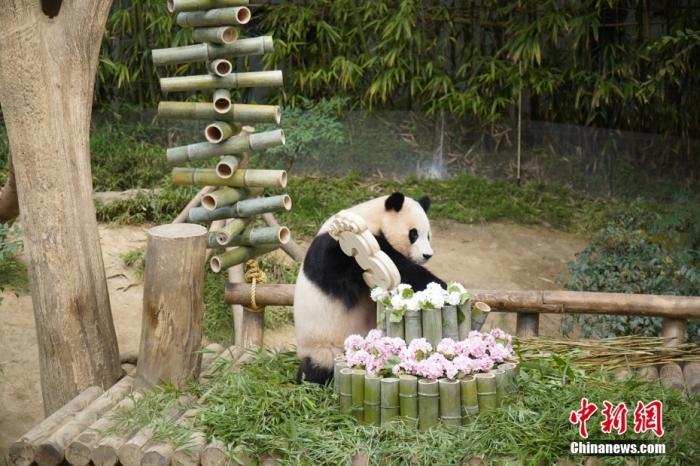 資料圖：旅韓大熊貓“福寶”。<a target='_blank' href='/'><p  align=