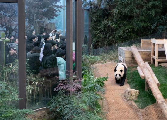 2月20日，韓國民眾在韓國愛寶樂園參觀大熊貓“福寶”。新華社記者姚琪琳攝