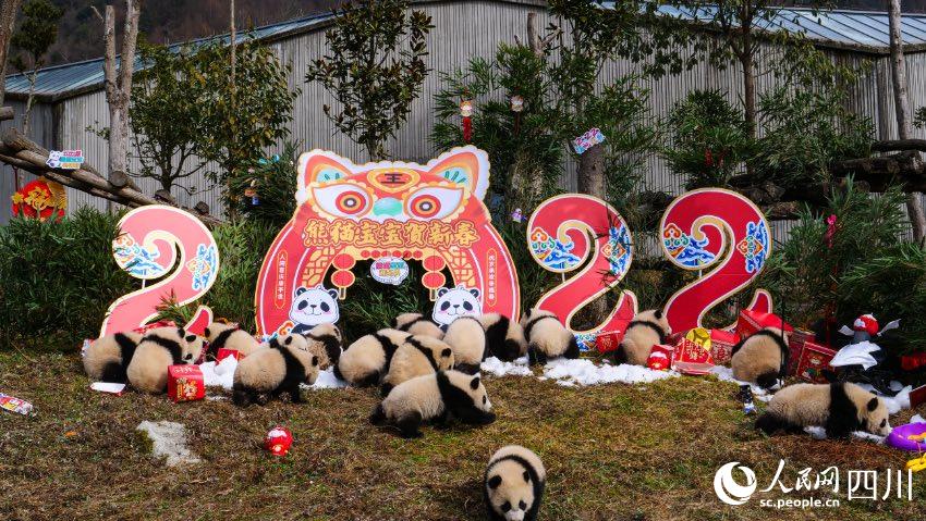 熊貓寶寶賀新春、迎冬奧。李傳有攝