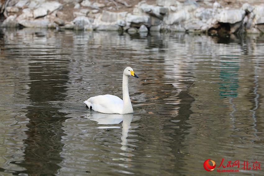北京動物園水禽湖上，水鳥游弋其中，傳遞春的消息。人民網 尹星云攝
