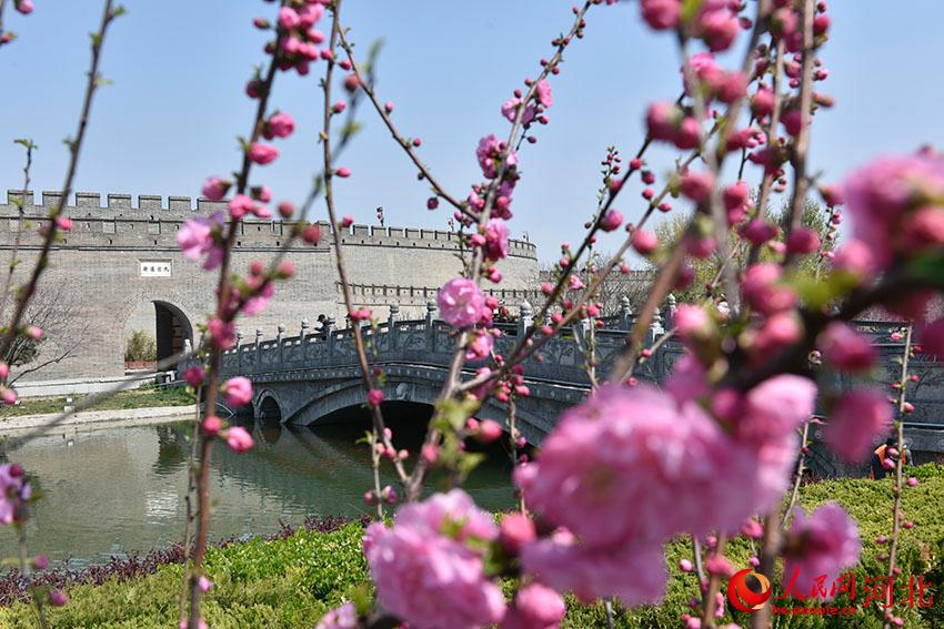 古城花開春意濃。 人民網 朱鵬濤攝
