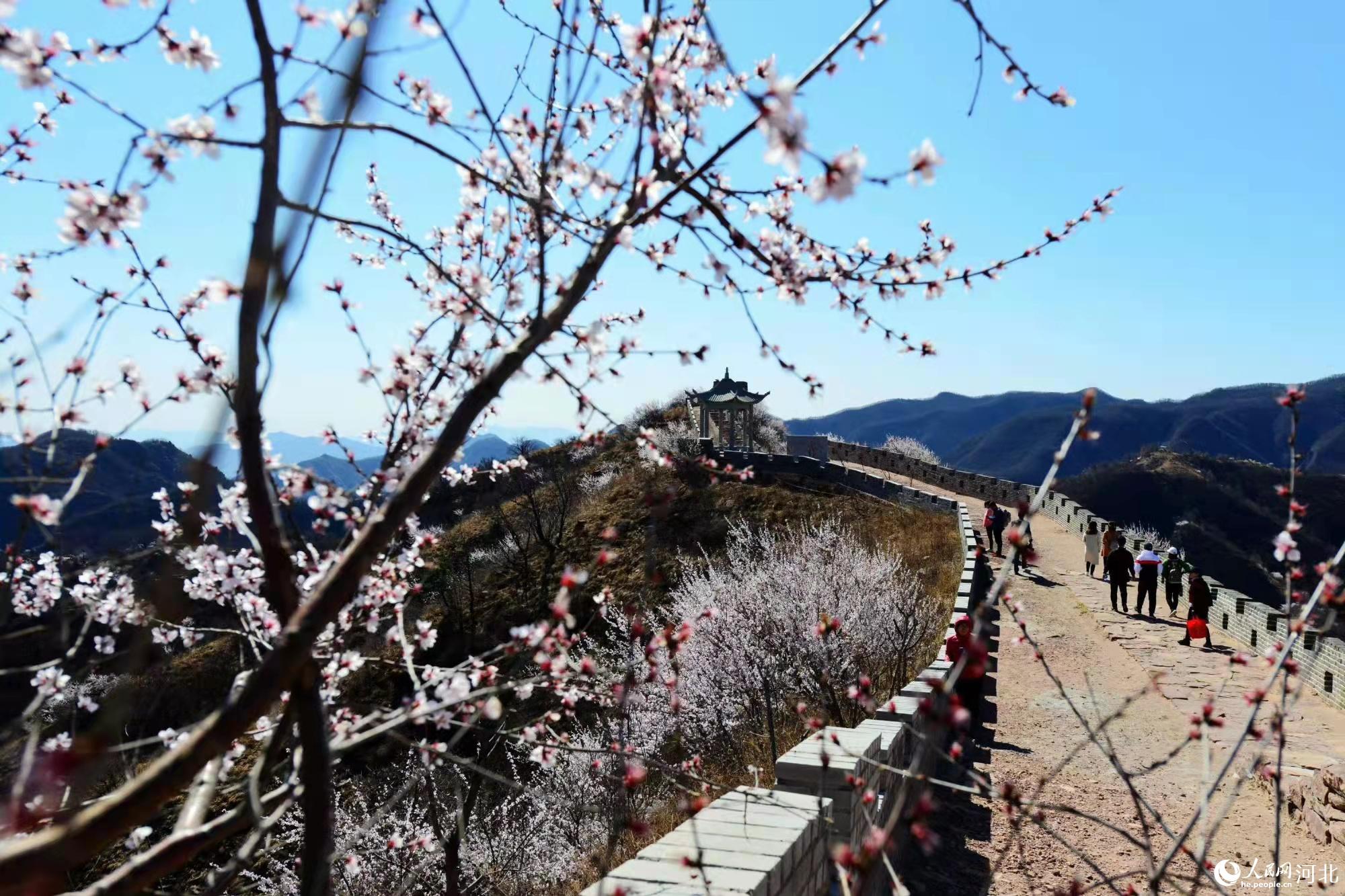 邢臺九龍峽景區鮮花盛開。 馬健攝