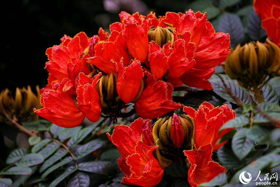 一朵朵紅花在枝葉頂端綻放。人民網 陳博攝