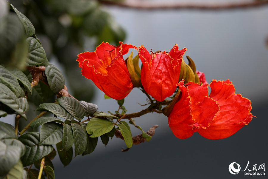 火焰木花朵呈紅色或橙紅色。人民網 陳博攝