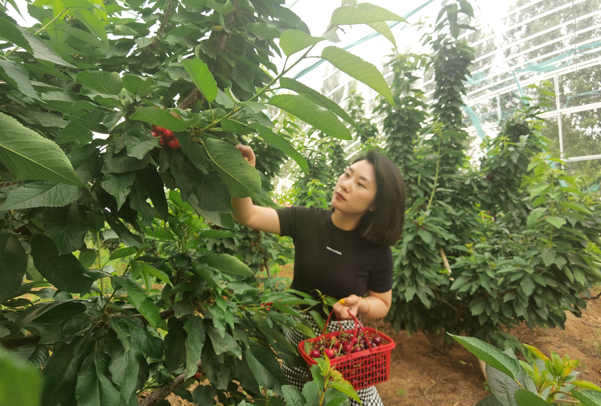 穿行林間，游客摘下一串串“紅瑪瑙”，感受鄉村別樣風景。 劉柯旋攝