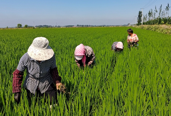 7月15日，農民在河北省玉田縣石臼窩鎮王家樓村稻田勞作。 張仁杰攝