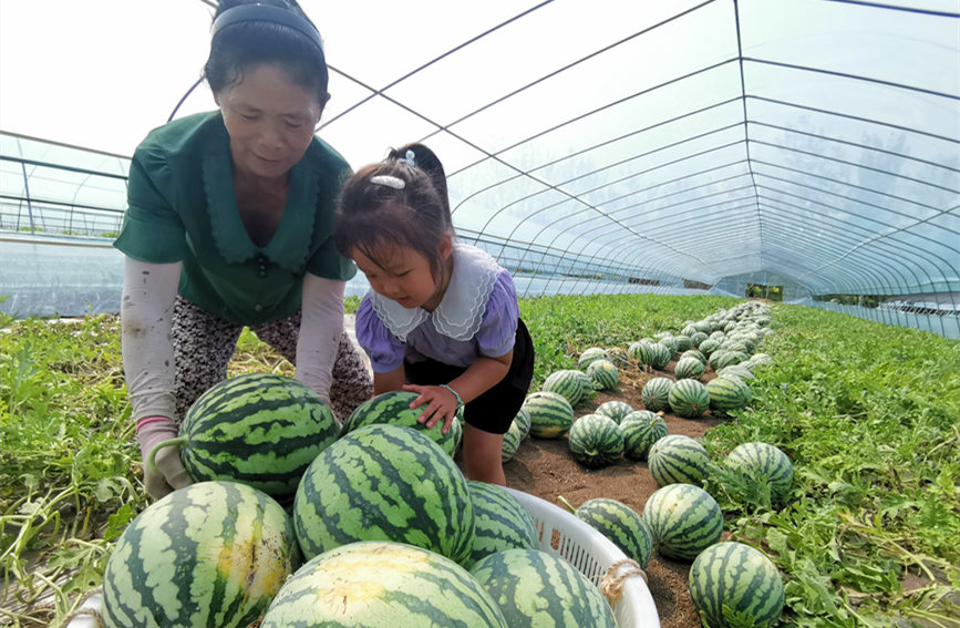 在北辰區雙街鎮的西瓜種植基地內，種植農戶們正忙著采收。陳立興攝