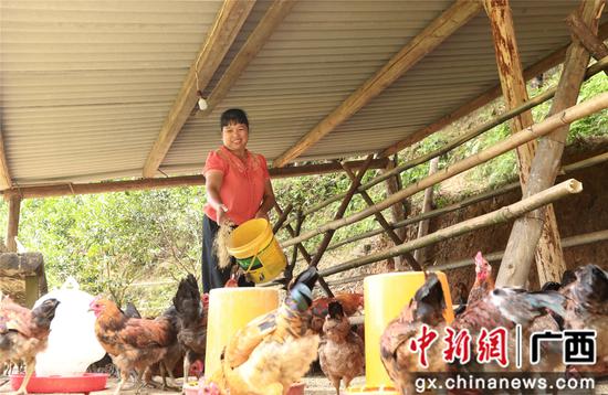 7月4日，在廣西柳州市融安縣大坡鄉崗偉村，脫貧戶藍遠仙在給“大坡飛雞”喂食。覃慶和 攝