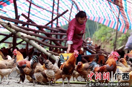 肖益群正在飼養土雞。