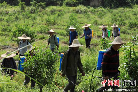 8月18日，在廣西柳州市融安縣大良鎮古蘭村古蘭屯，村民在金桔基地打藥。譚凱興 攝