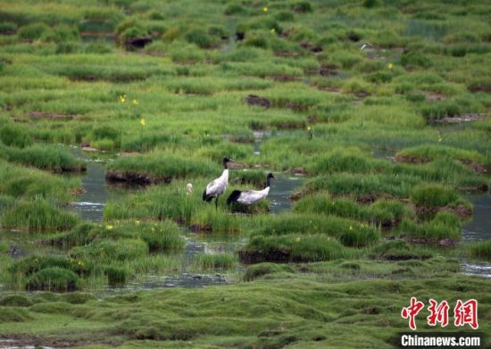 圖為祁連山國家公園青海片區內的黑頸鶴?！∑钸B山國家公園青海省管理局供圖 攝
