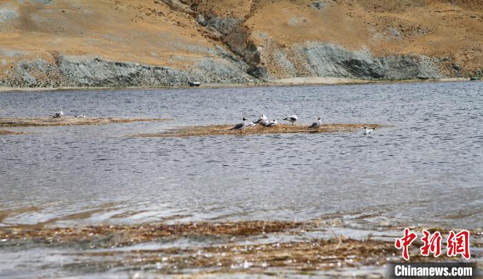 圖為瑪旁雍錯濕地棲息的水鳥?！≮w朗 攝
