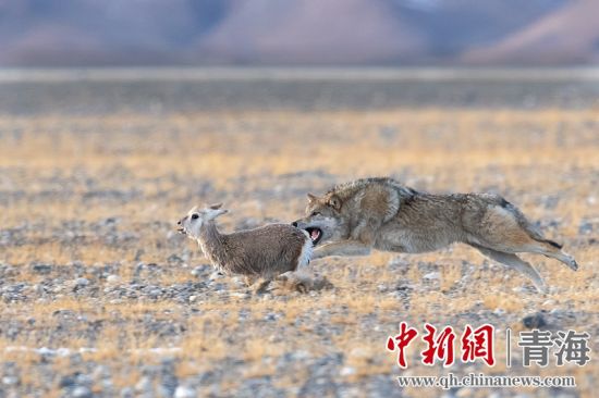 圖為獲獎作品。同海元供圖