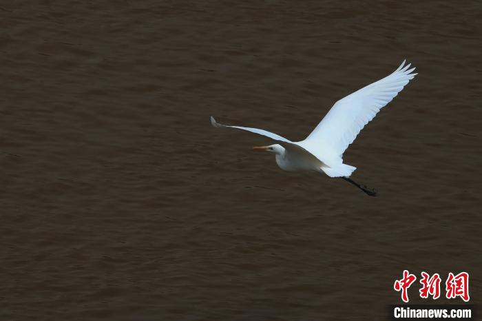 青?！澳赣H河”湟水水質改善引鷺鳥嬉戲