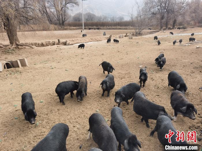 圖為藏香豬?！∑钤鲚?攝