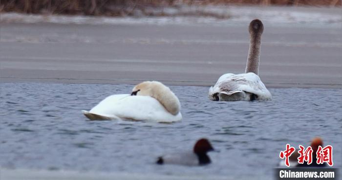 圖為疣鼻天鵝水面休憩?！∏嗪夜珗@觀鳥協會供圖 攝