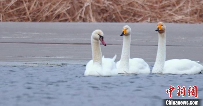 圖為疣鼻天鵝與大天鵝?！∏嗪夜珗@觀鳥協會供圖 攝