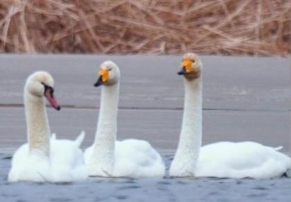 圖為疣鼻天鵝與大天鵝?！∏嗪夜珗@觀鳥協會供圖 攝