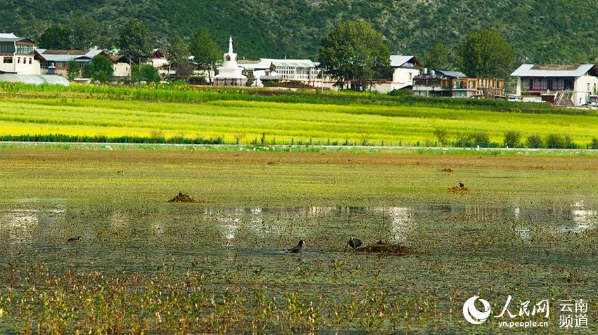 納帕海成為鳥類遷徙停留地。呂昊辰攝