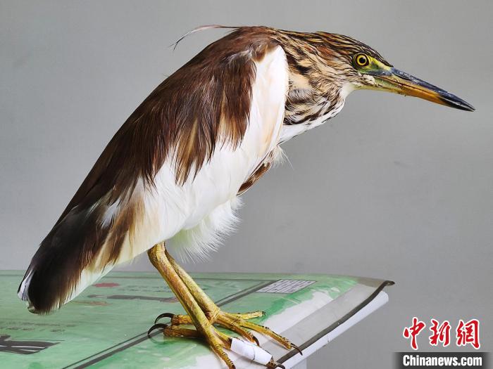 圖為被救助的國家一級重點保護動物池鷺?！×鴿商?攝