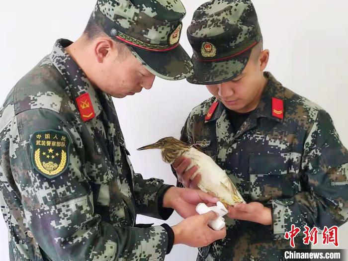 圖為武警官兵正在為國家一級重點保護動物池鷺包扎?！×鴿商?攝