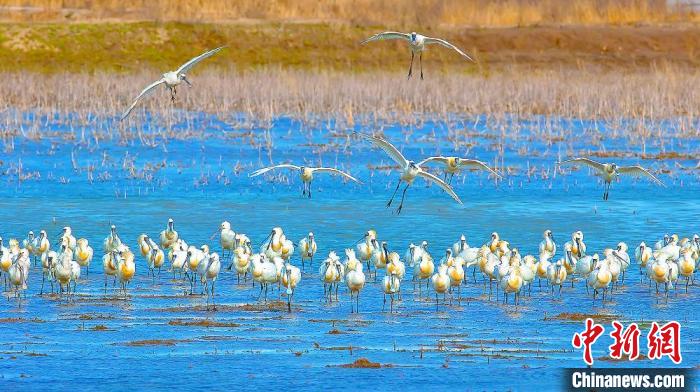 沿海濕地，鳥類天堂?！←}城市委宣傳部供圖