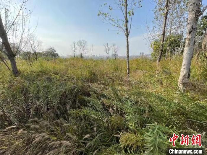 發現的加拿大一枝黃花?！畈?攝