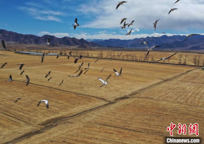 圖為黑頸鶴在拉薩市林周縣境內飛翔?！∝暩聛硭?攝