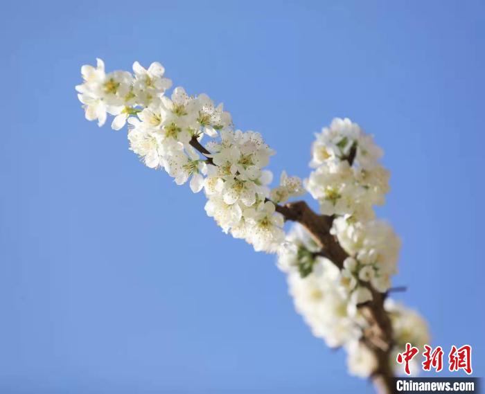 李花盛開?！『吻搴?攝