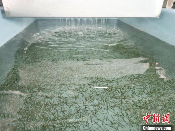圖為正在育苗?！執砀?攝