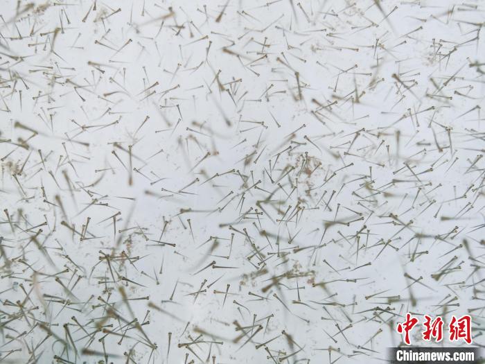 圖為魚苗?！執砀?攝
