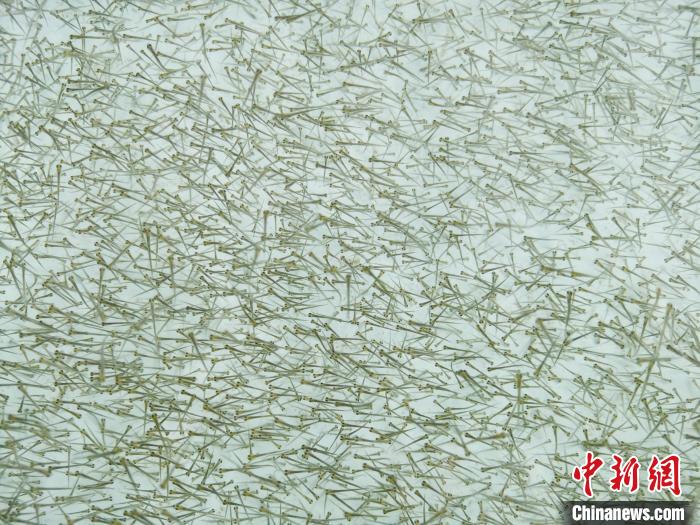 圖為密集培育的魚苗?！執砀?攝